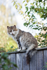 Young gray and white cat sitting on the fence