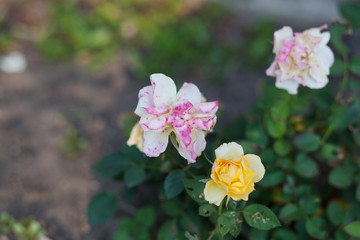Rose flower photo. Beautiful spring or summer bloomingrose plant. Flower blossom bright image. Rose bush bloom.Selective focus, blurred background