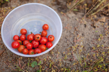 Bowl of red ripe tomatoes. Healthy eating