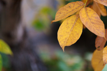 Very beautiful autumn leaves. Yellow leaves on a tree in the sun