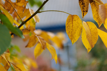 Very beautiful autumn leaves. Yellow leaves on a tree in the sun
