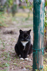  Young black and white cat sitting on the yard