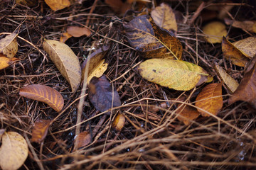 Very beautiful autumn leaves. Colored leaves on the ground