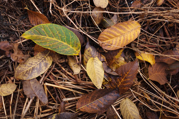 Very beautiful autumn leaves. Colored leaves on the ground