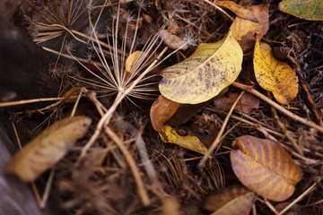 Very beautiful autumn leaves. Colored leaves on the ground