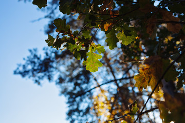  Very beautiful autumn leaves. Yellow and green oak leaves on a tree in the sun