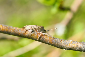 graue Gartenwanze (Rhaphigaster nebulosa) auf dem Zweig eines Weißdorn im Frühling