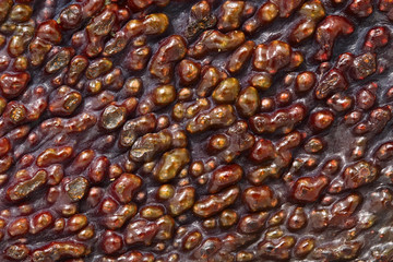 Texture of peel Avocado Hass