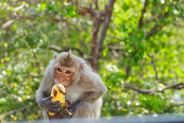 Closeup of a young and cute furry monkey in Asia sitting and eating yellow banana with green trees and leaves background. Animal, wildlife and nature concept