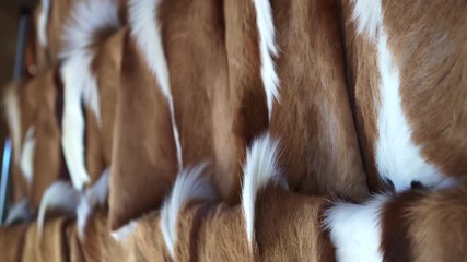 African springbok antelope deer fur souvenir