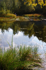 View of the forest swamp. Warm autumn. Lake flora.Natural landscape.