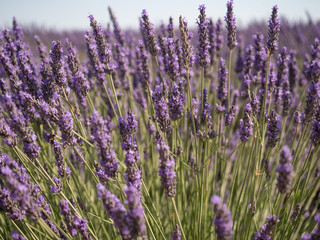 France, Provence, Valensole. July 2019. At the Valensole plain it is possible to enjoy the spectacle of lavender bloom in a unique context in the world.