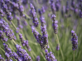 France, Provence, Valensole. July 2019. At the Valensole plain it is possible to enjoy the spectacle of lavender bloom in a unique context in the world.