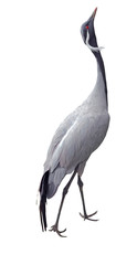 The Grey heron on white
