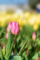 早春のチューリップ