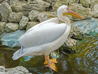 the beautiful Pelican
