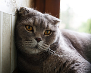 Gray cat resting on the windowsill.