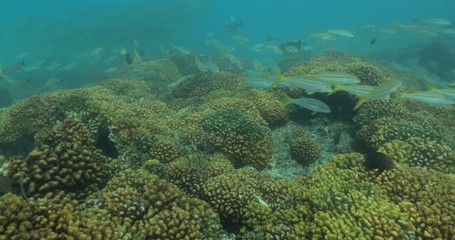 Coral reef scenics from the sea of cortez, Mexico.