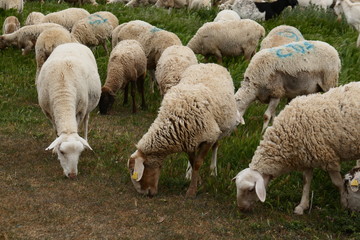 Obraz premium ovejas