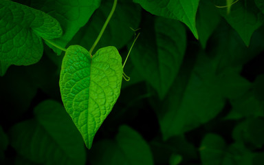 Close up green heart shaped leaves