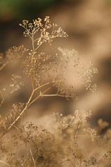 dry forest grass in the field, in evening sun