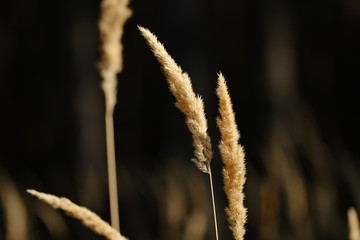 dry forest grass in the field, in evening sun