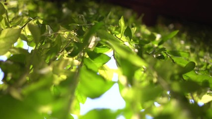 Green hanging plant wall vertical