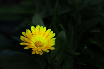 ひっそりと輝く