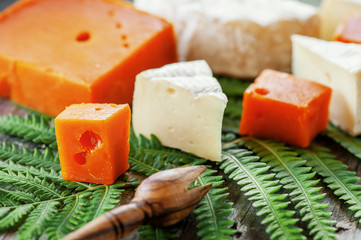 Delicacies, spicy cheeses. Red cheddar and Camembert brie , on a beautiful textured vegetable background is a savory snack for gourmets. Selective focus