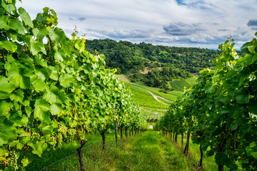 Germany, Green way through vineyard in autumn season almost ready for harvest