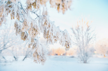 Dry oak orange leaf on a background of blue sky and branches in frost in winter. Shining cold in the winter Park. Christmas background