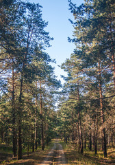 The road in the forest