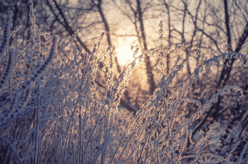 Dry grass against the setting sun in winter. Dry the umbrellas of frost-covered plants vertically. Shining cold in the winter forest. Christmas background