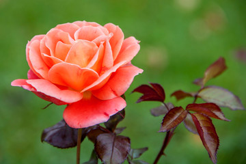 Rose scarlet