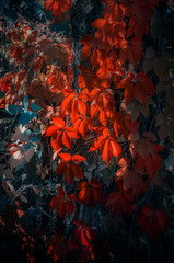 Red bright autumn colors of foliage. Branch with red leaves on a blurred background. Background. Wallpaper