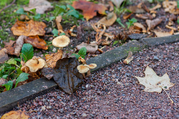 Mushrooms
