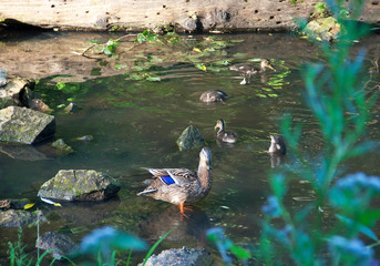 Ducklings swim