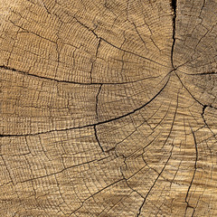 Fototapeta premium Closeup macro view of end cut wood tree section with cracks and annual rings. Flat wooden surface with annual rings.