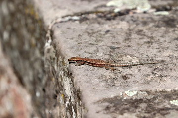 Le lézard des murailles