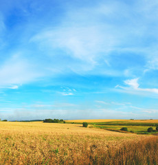 Beautiful panoramic view of ripe wheat fields  and valley with river at sunset
