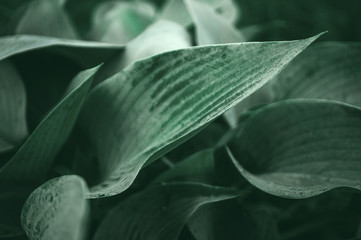 Beautiful vegetable background from the leaves of Hosta after a rain. Wallpaper. Shut