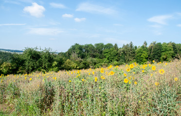 Fototapeta premium hilly landscape in swabian alb with sunflowers in meadow