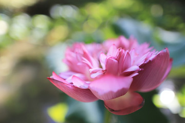 Obraz na płótnie Canvas a Pink Lotus at pool of summer time at hk