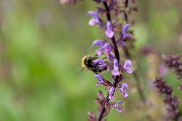 European honey bee on the flower