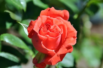 Rosen im Garten