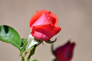 Rosen im Garten