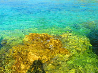 coral reef and blue sea