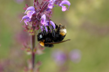 European honey bee on the flower