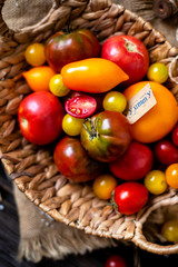 overhead shot of homegrown assorted red, yellow, orange tomatoes in wicker straw basket on sackcloth on rustic wooden table, autumn harvesting 