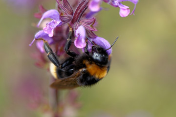European honey bee on the flower